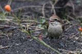 20170225_Bruine Klauwier_Den Helder_05